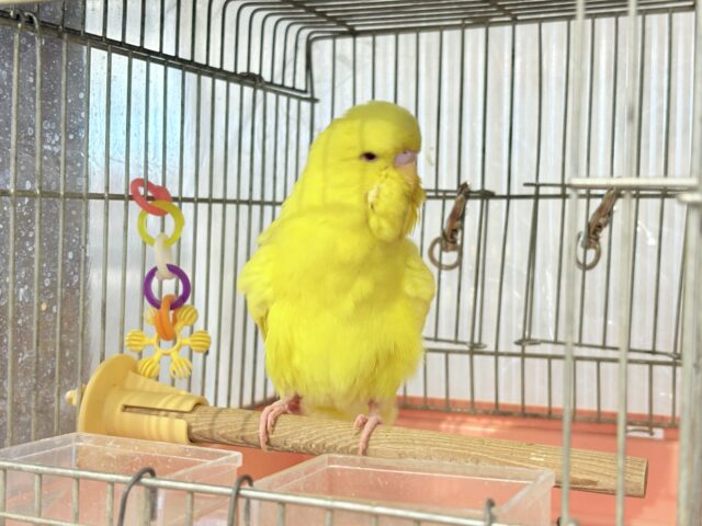 ジャンボセキセイインコ