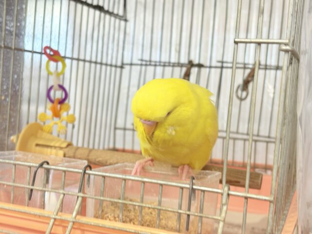 ジャンボセキセイインコ