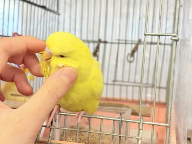 ジャンボセキセイインコ