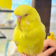 手遊び大好きっ🐥💛ジャンボセキセイインコ(ルチノー)