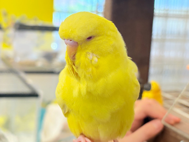手遊び大好きっ🐥💛ジャンボセキセイインコ(ルチノー)