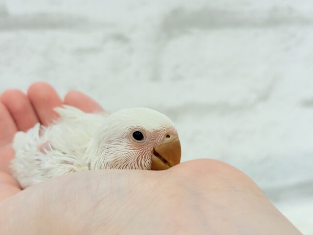 コザクラインコ（小桜インコ）