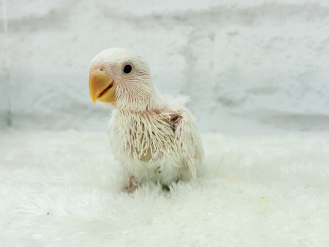 コザクラインコ（小桜インコ）