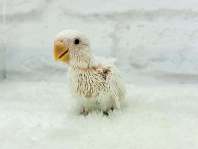 コザクラインコ（小桜インコ）