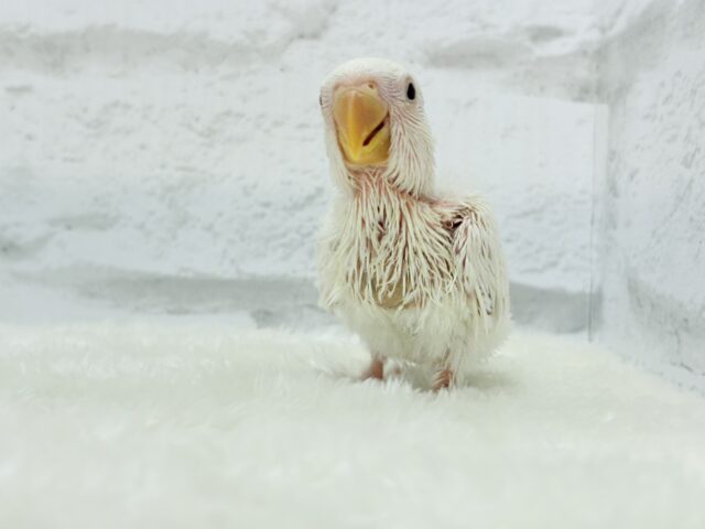 コザクラインコ（小桜インコ）