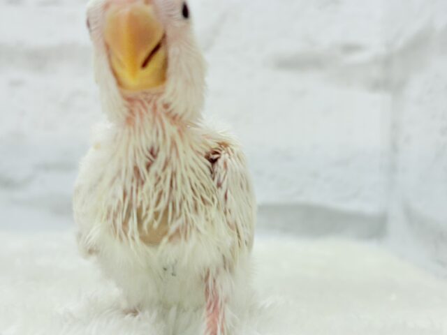 コザクラインコ（小桜インコ）