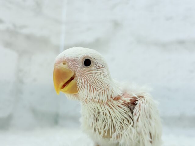 コザクラインコ（小桜インコ）