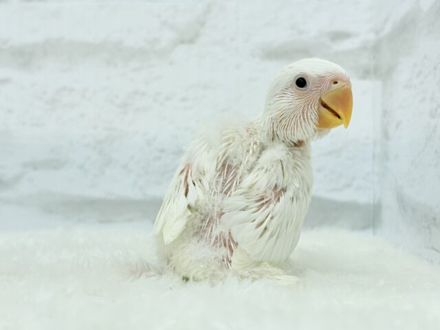 コザクラインコ（小桜インコ）