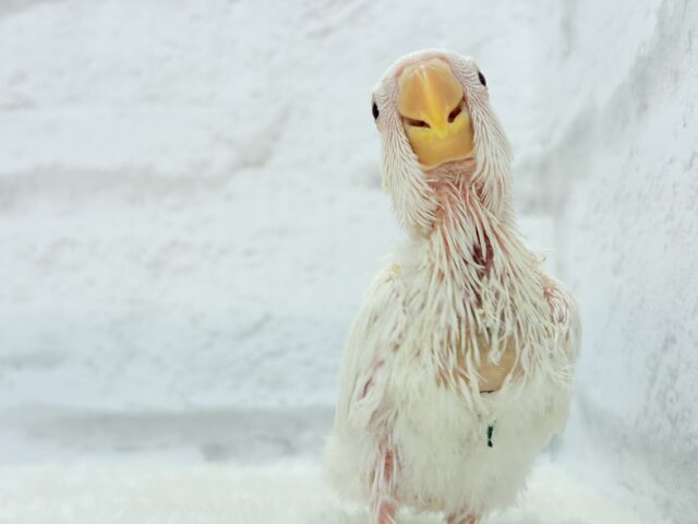 コザクラインコ（小桜インコ）