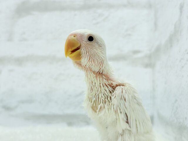 コザクラインコ（小桜インコ）