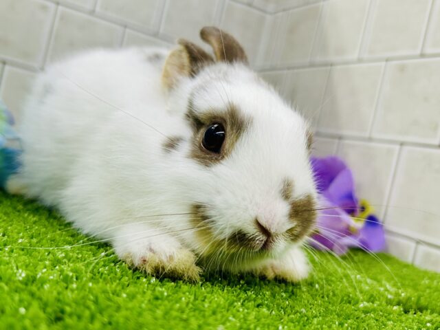 ミニウサギ