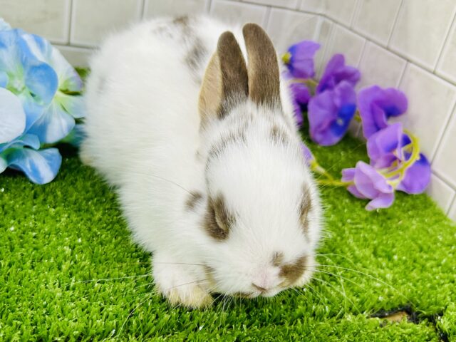 ミニウサギ