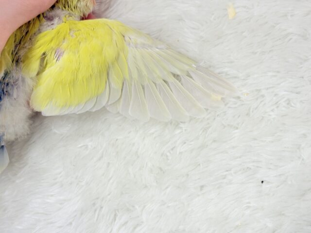 コザクラインコ（小桜インコ）