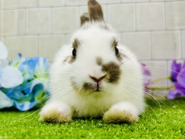 ミニウサギ