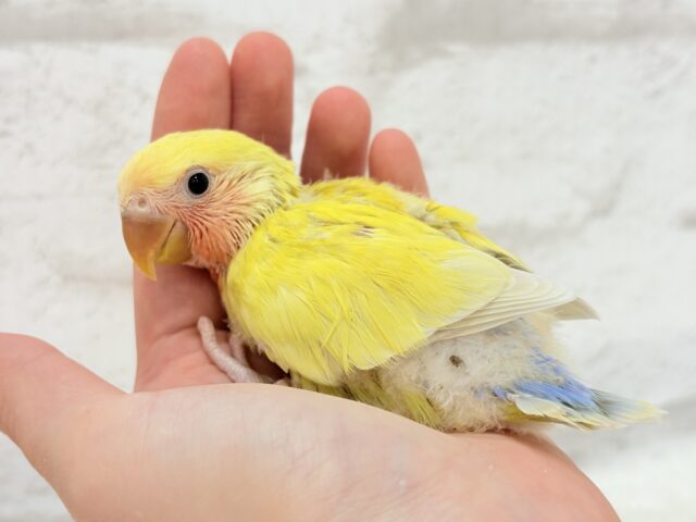 コザクラインコ（小桜インコ）