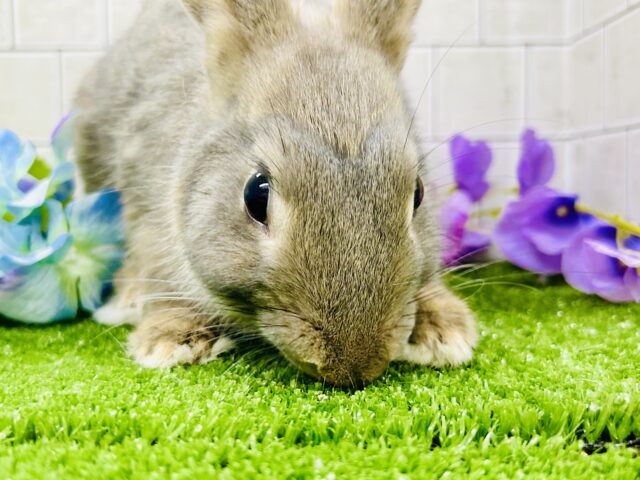 ネザーランドドワーフ