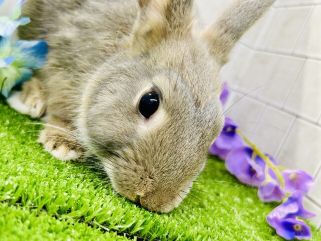 ネザーランドドワーフ