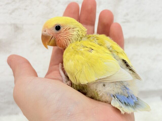 コザクラインコ（小桜インコ）