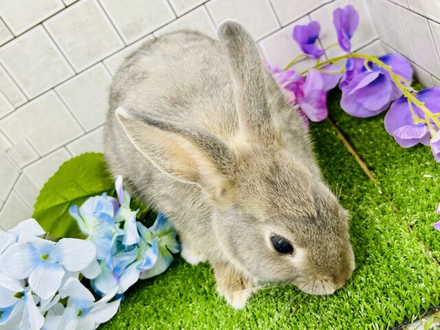 ネザーランドドワーフ