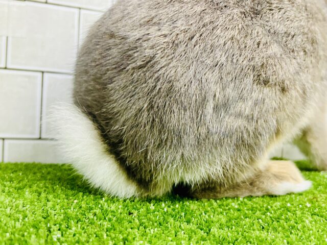 ネザーランドドワーフ