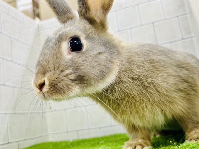 ネザーランドドワーフ