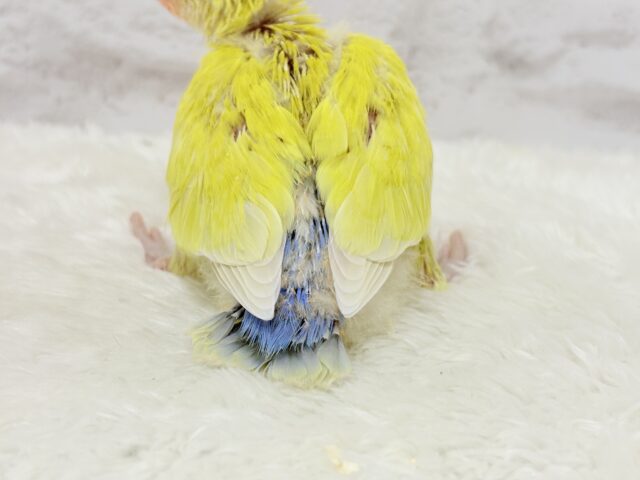 コザクラインコ（小桜インコ）