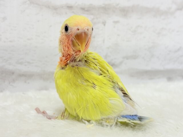 コザクラインコ（小桜インコ）