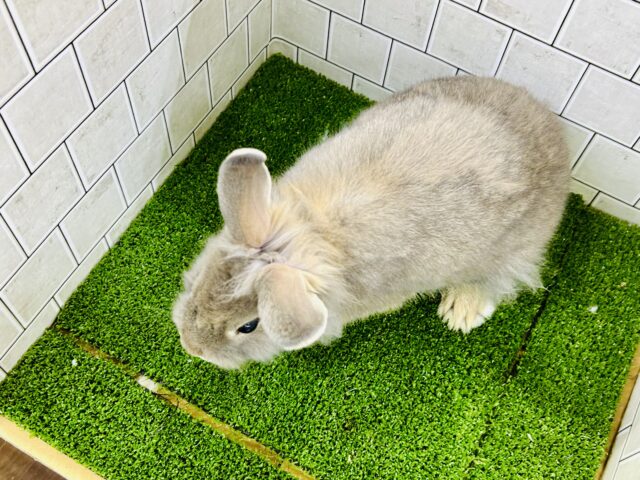 ライオンラビット