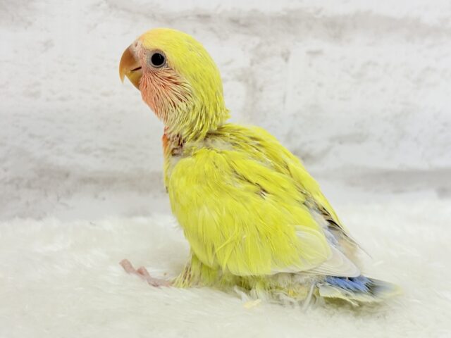 コザクラインコ（小桜インコ）