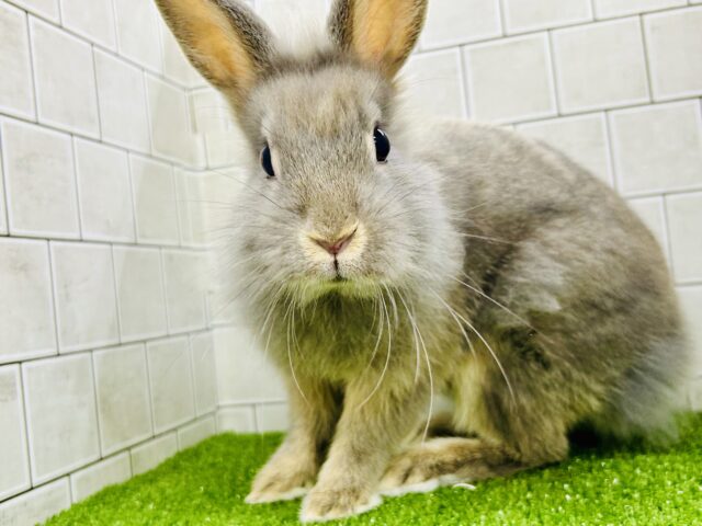 ライオンラビット