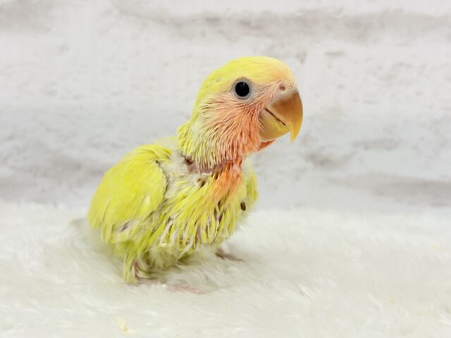 コザクラインコ（小桜インコ）