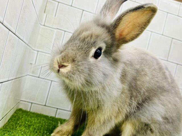 ライオンラビット