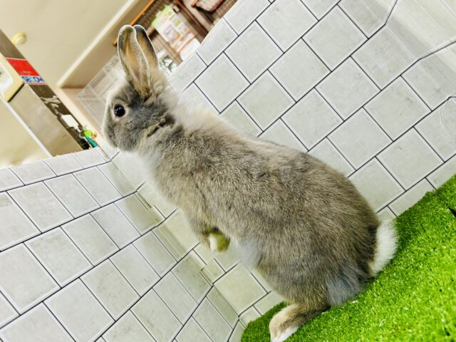 ライオンラビット