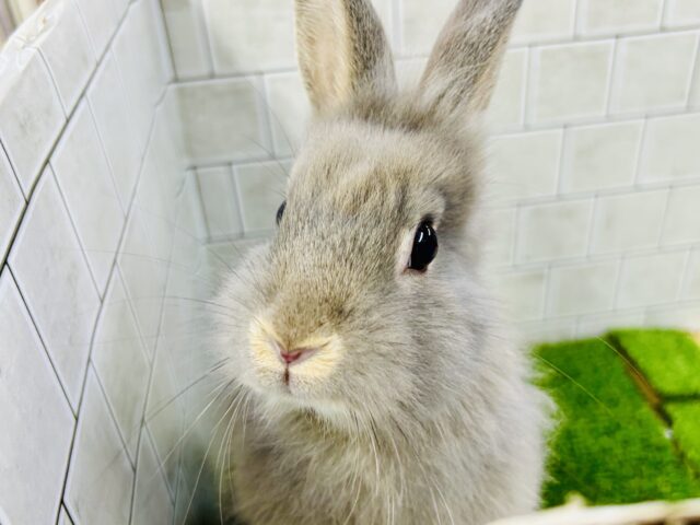 ライオンラビット