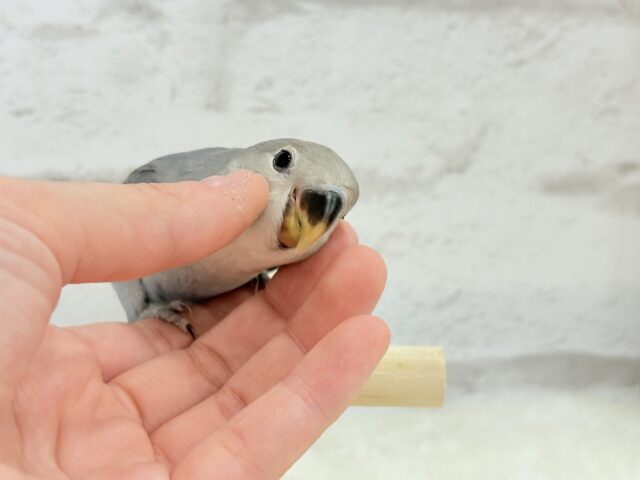 色とりどり🌸小桜インコFestival🕊🌿 説明画像です