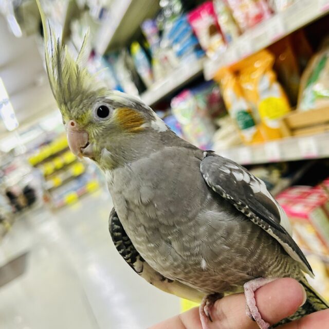 オカメカーニバル！！　モチモチおかめモチ♪♪　オカメインコ