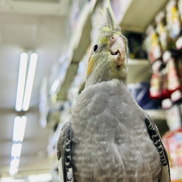 オカメインコ