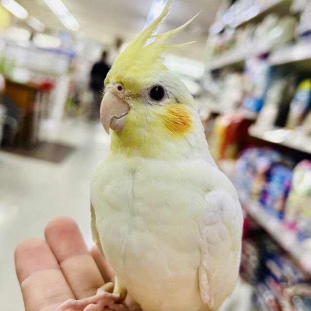 オカメカーニバル！！　実はおしゃべり上手かも？？　オカメインコ
