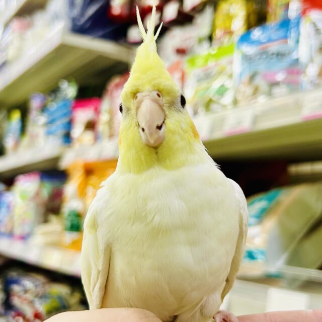 オカメインコ