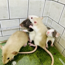ファンシーワールド開園です～(≧◇≦)