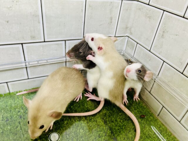 ファンシーワールド開園です～(≧◇≦)