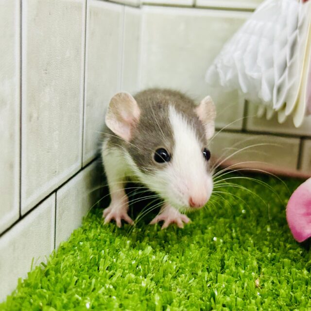 ファンシーラット