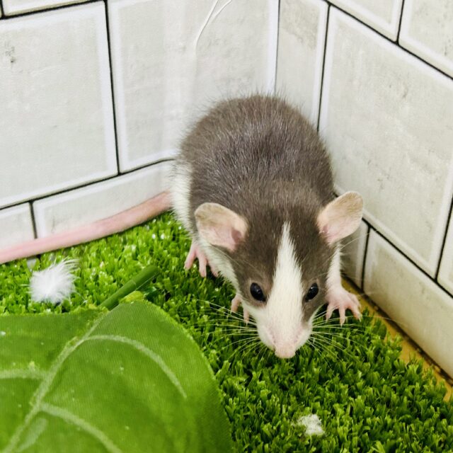 ファンシーラット