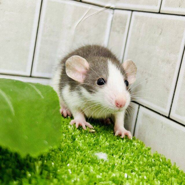 ファンシーラット