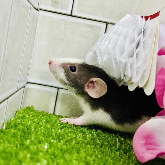 ファンシーラット