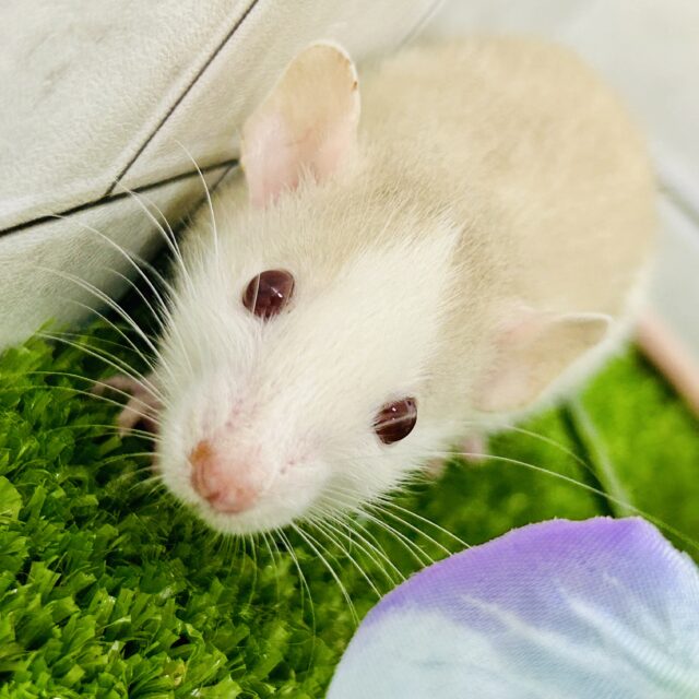 美カラーなハチワレ！？　ファンシーラット