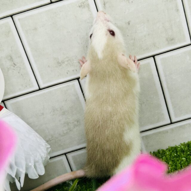 ファンシーラット