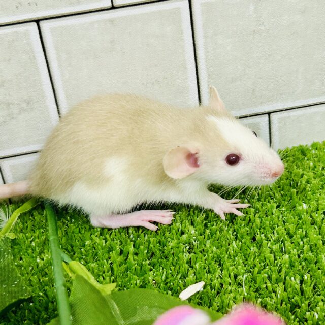 ファンシーラット