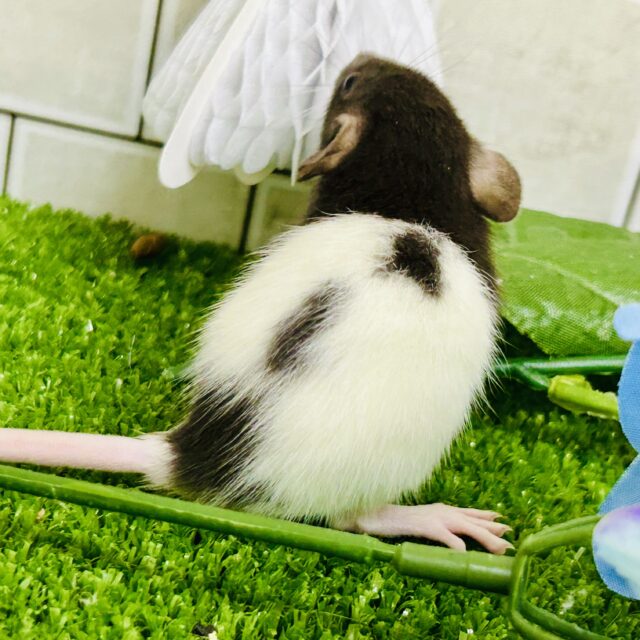 ファンシーラット