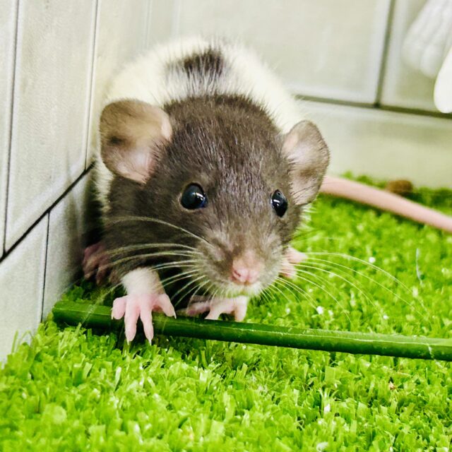 モーモーホルスタインカラー🐄？？　ファンシーラット